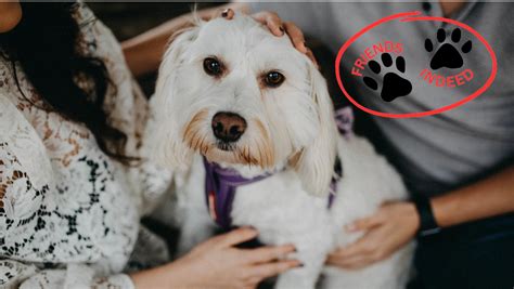friends indeed dog rescue|WishBone Dog Rescue .